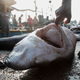 A man checks the mouth of a dead shark next to fishing boats at the dock of the Mirissa Fisheries Harbour in south Sri Lanka.
